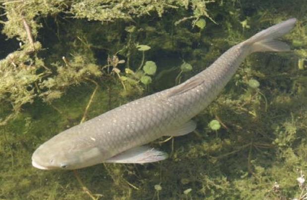 高温天气草鱼死亡怎么回事,高温季草鱼如何运输