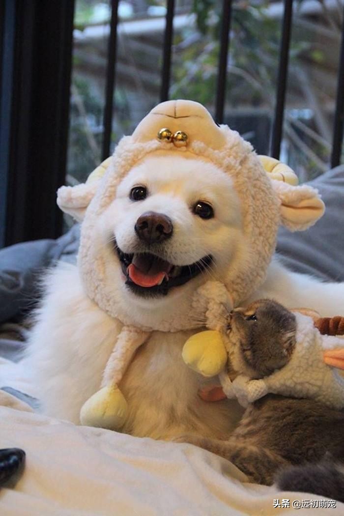 做绝育给母狗带来的好处