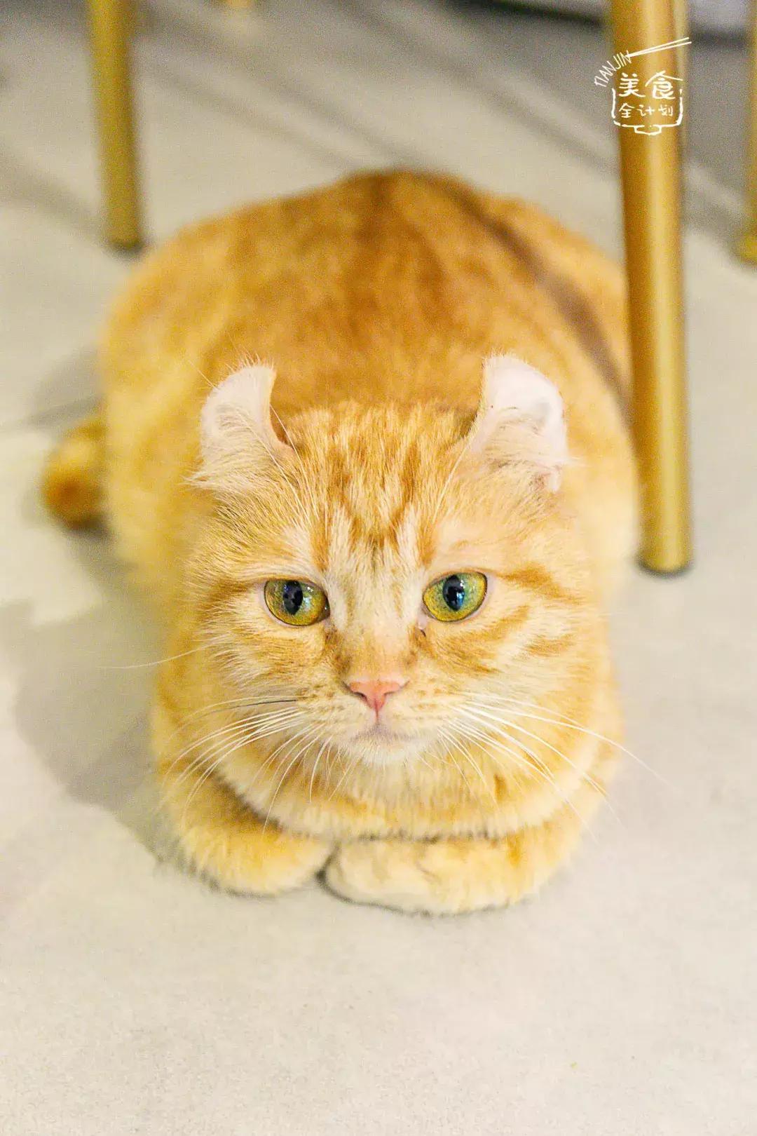 吃饭玩耍一体店,吃饭撸猫二选一