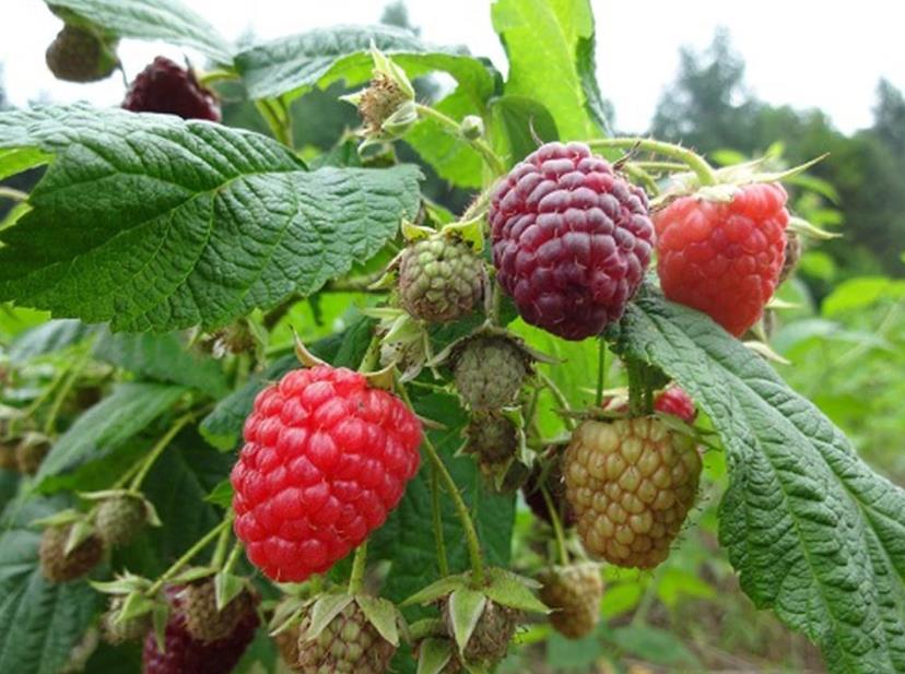 荒地野果,野果子白色山莓