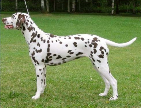 每日一犬,大麦町犬和小麦町犬的区别