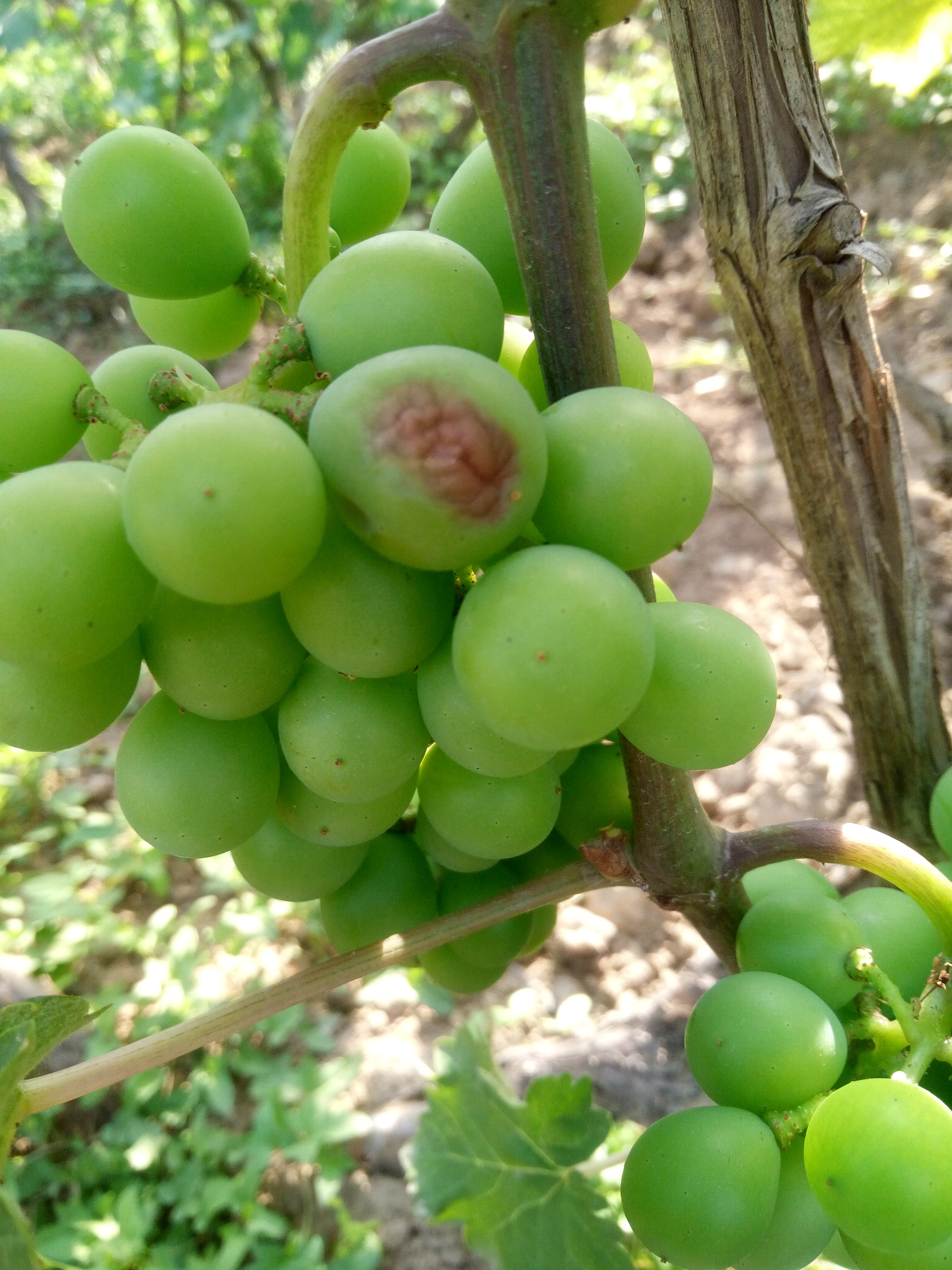 葡萄防日灼伞罩选什么颜色好,葡萄日灼和气灼的图片