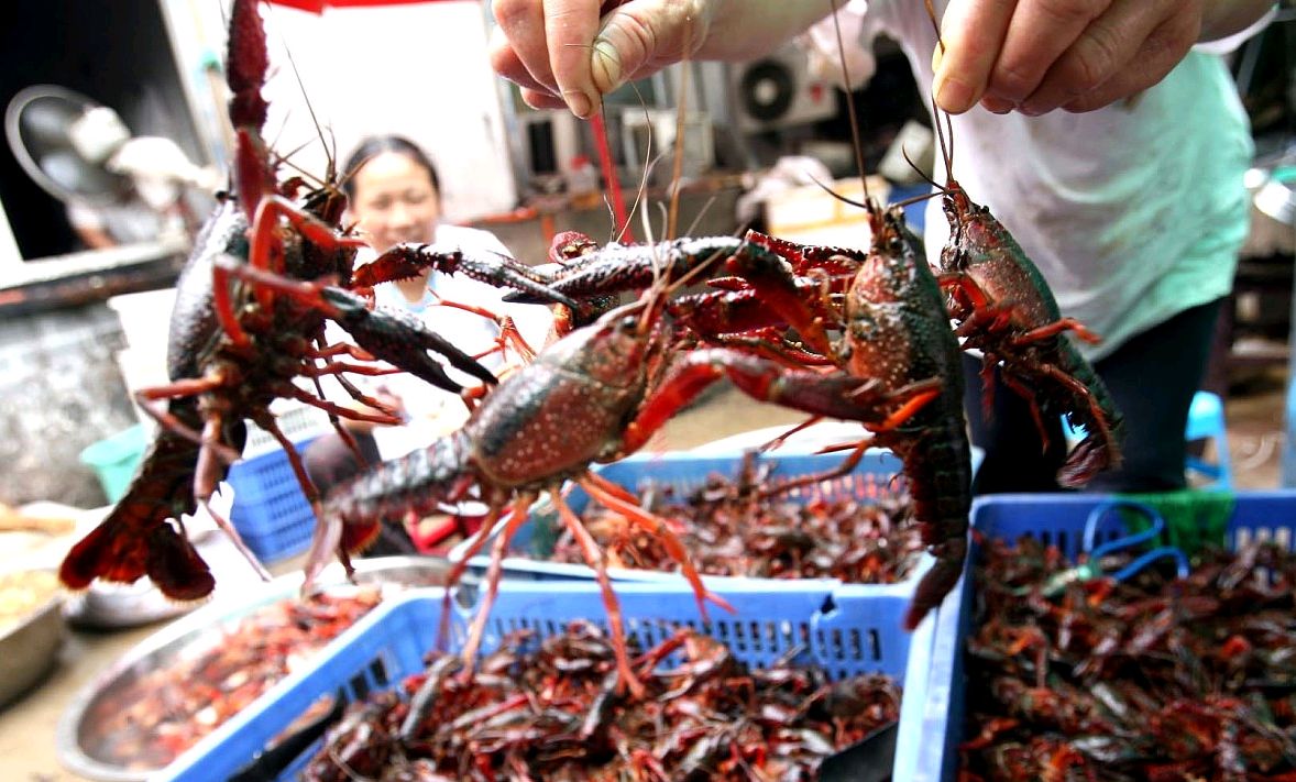 小龙虾夹断的伊乐藻照样生长,小龙虾夹伊乐藻是缺什么吗