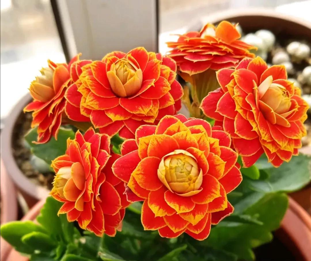 长寿花单瓣品种大全,长寿花100种颜色图片