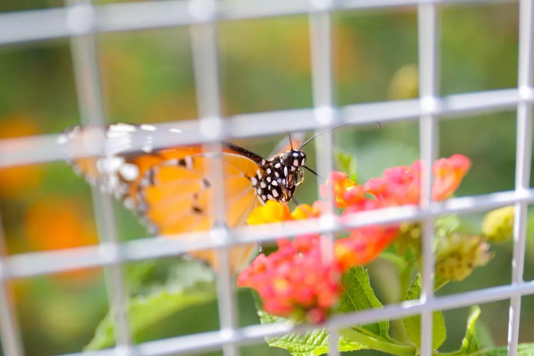 汉字寻根,花都觅蝶:周未亲子人文课堂