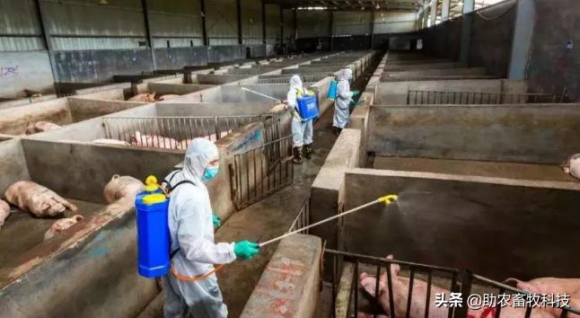 消灭非瘟最好方法,怎么预防非瘟最有效