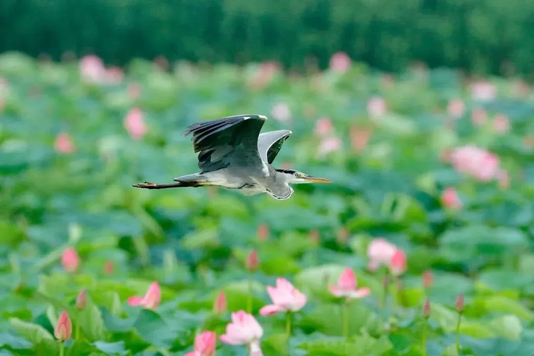 野外拍鸟用什么器材,拍鸟器材最佳配置