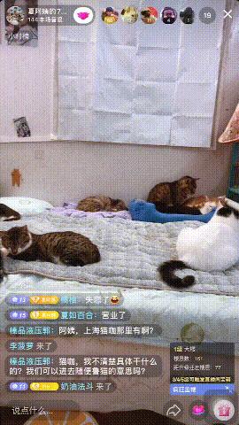 有哪些猫咪在直播,抖音直播出现的猫咪