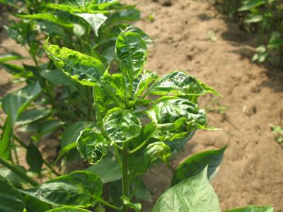 温室甜椒生理性烂果的防治,大棚甜椒预防土传病的最好方法