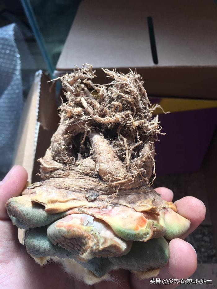 仙人掌什么情况下修根,怎么给仙人掌修形