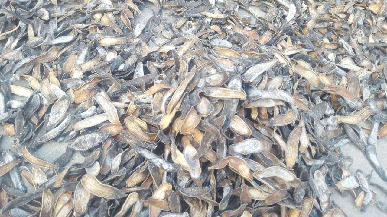 看到利润可观，王大叔也跟风养殖，没想到全部打了水漂