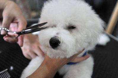 比熊犬的泪痕如何快速去除,消除比熊犬泪痕的七大方法