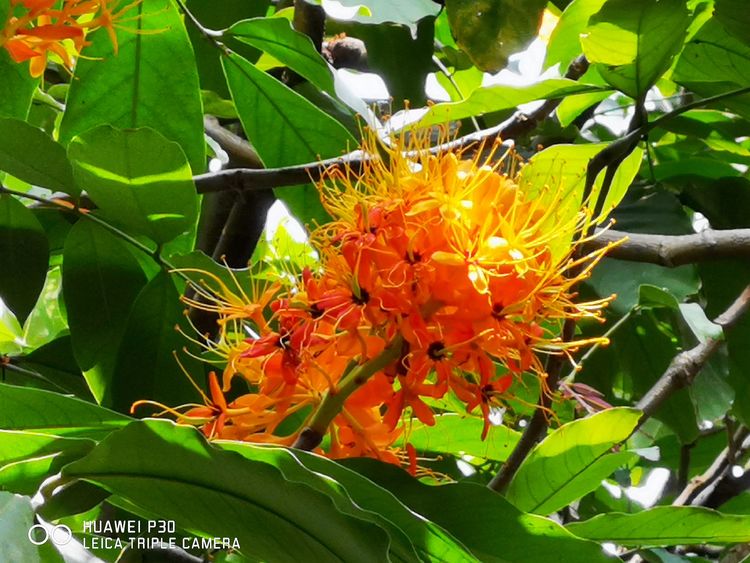 中国无忧花图片,中国无忧花树