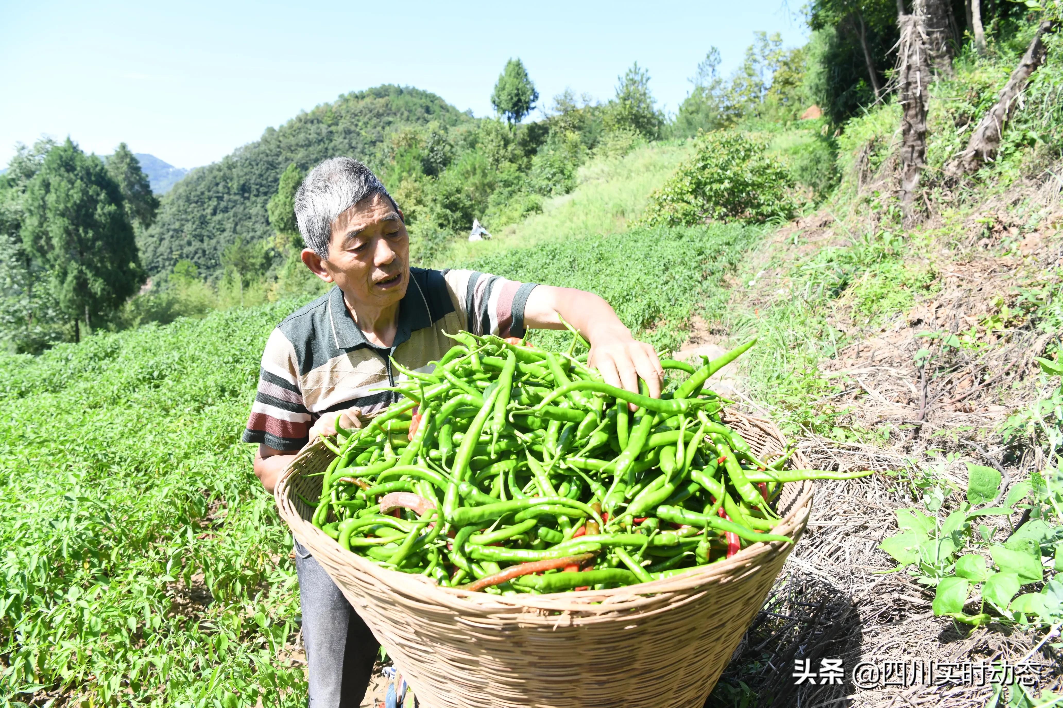 广元农业电商,四川广元农产品电商