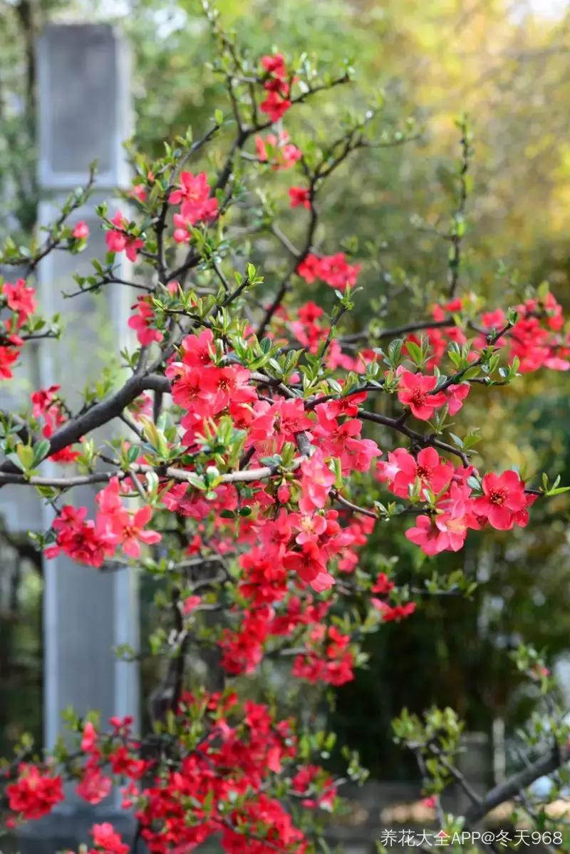 好书推荐快来领取你的宝藏书单,100种百花图谱大全