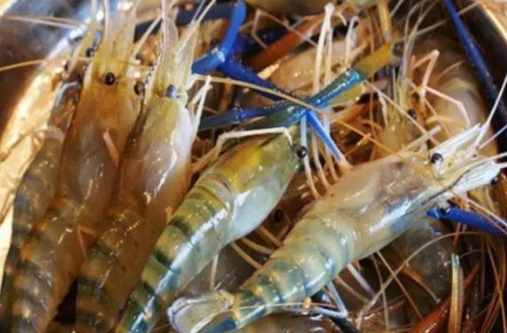 哪种虾易养殖价格又高,6元一斤虾的养殖方法