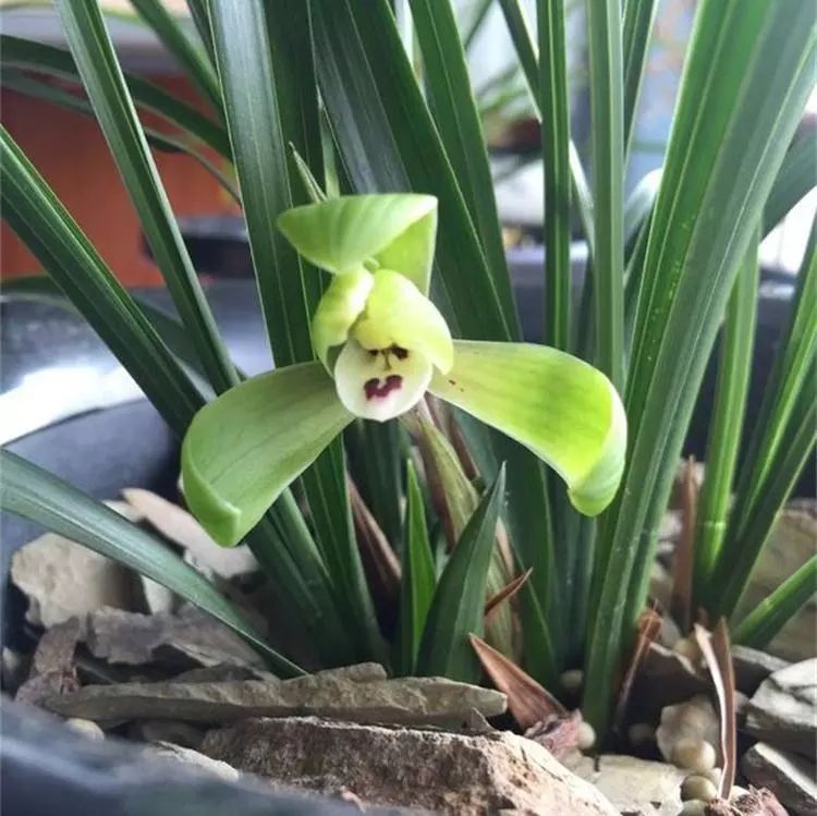 兰花的种植方法如何使其多开花,兰花开花季节可以种兰花吗