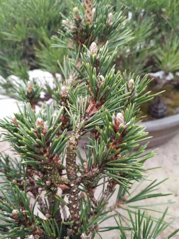 荣冠黑松是什么品种,常见黑松造型