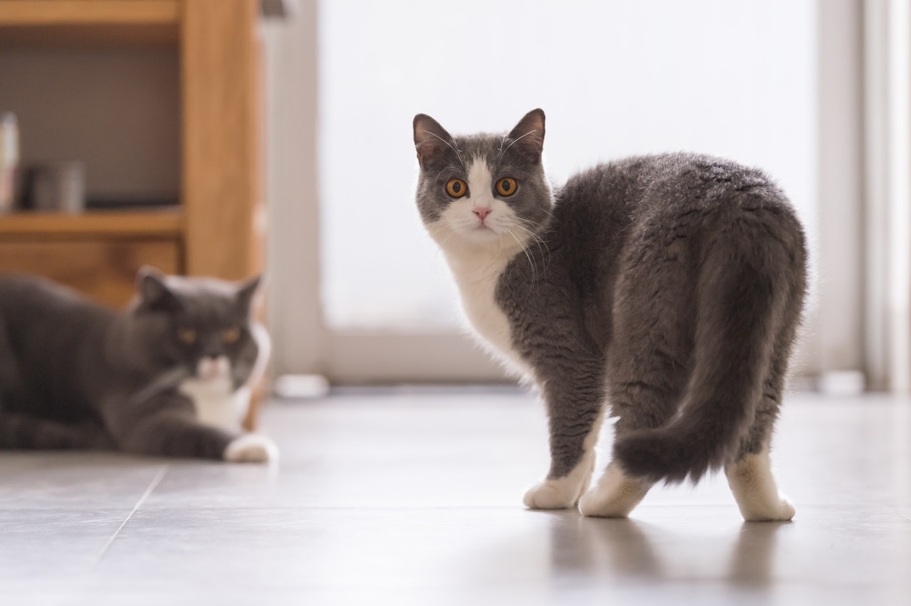 抚摸猫咪对你喵喵叫,抚摸猫咪的时候猫咪盯着你看