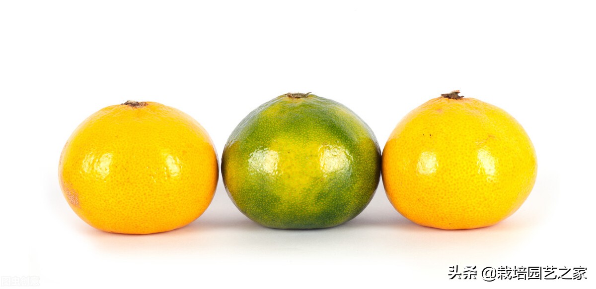 干货-果实转色、增甜机理与特肥应用指导