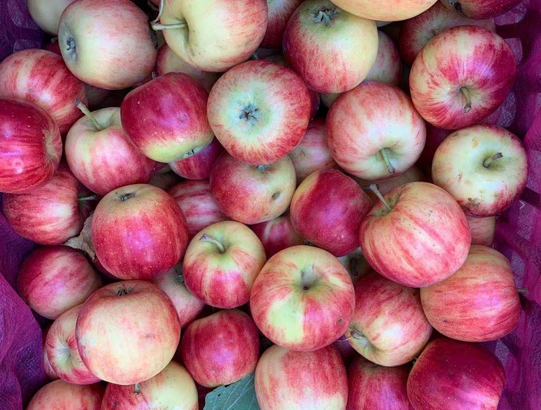 白露节气最佳水果,白露过后应季水果