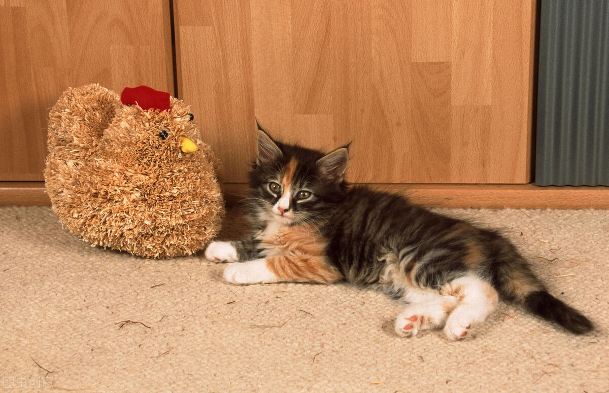 长毛地毯清洗解压视频,清洗地毯最佳方法