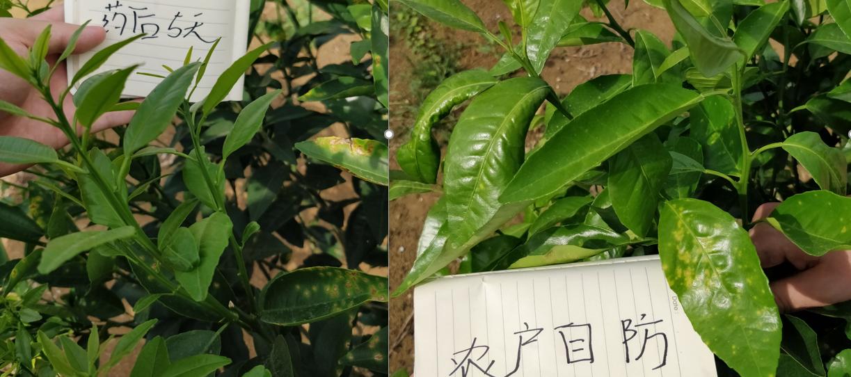 大蒜素能预防真菌感染吗,大蒜素治疗细菌感染