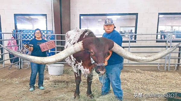 牛角价值500万的“巨角神牛”，牛粪可做防晒霜，牛尿还能染发