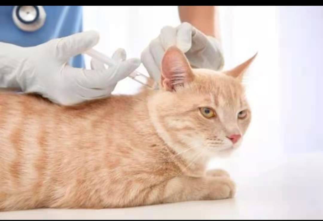 新手怎么养2个月多小奶猫,如何喂养一个月的小奶猫