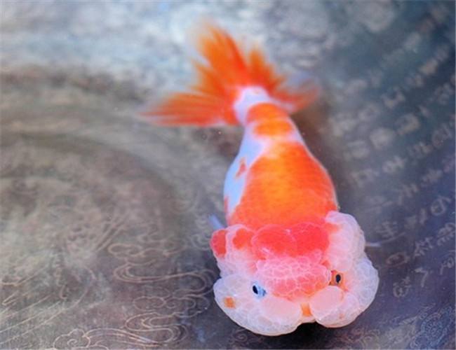 常见的金鱼种类与区别,常见的金鱼图片及名称