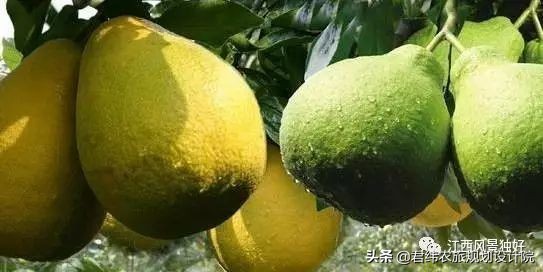 江西100多一瓶的酒,江西南康老酒