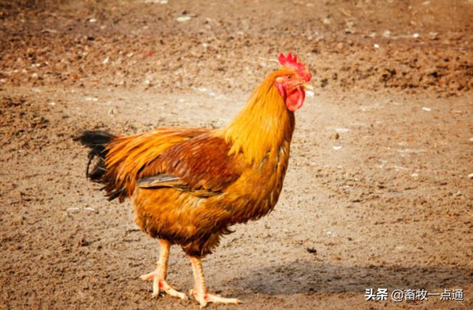 鸡的人工授精是怎么做的,肉鸡品种人工授精