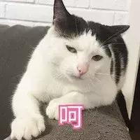 被猫咪抓了会传染吗,被猫咪抓伤了什么症状会感染