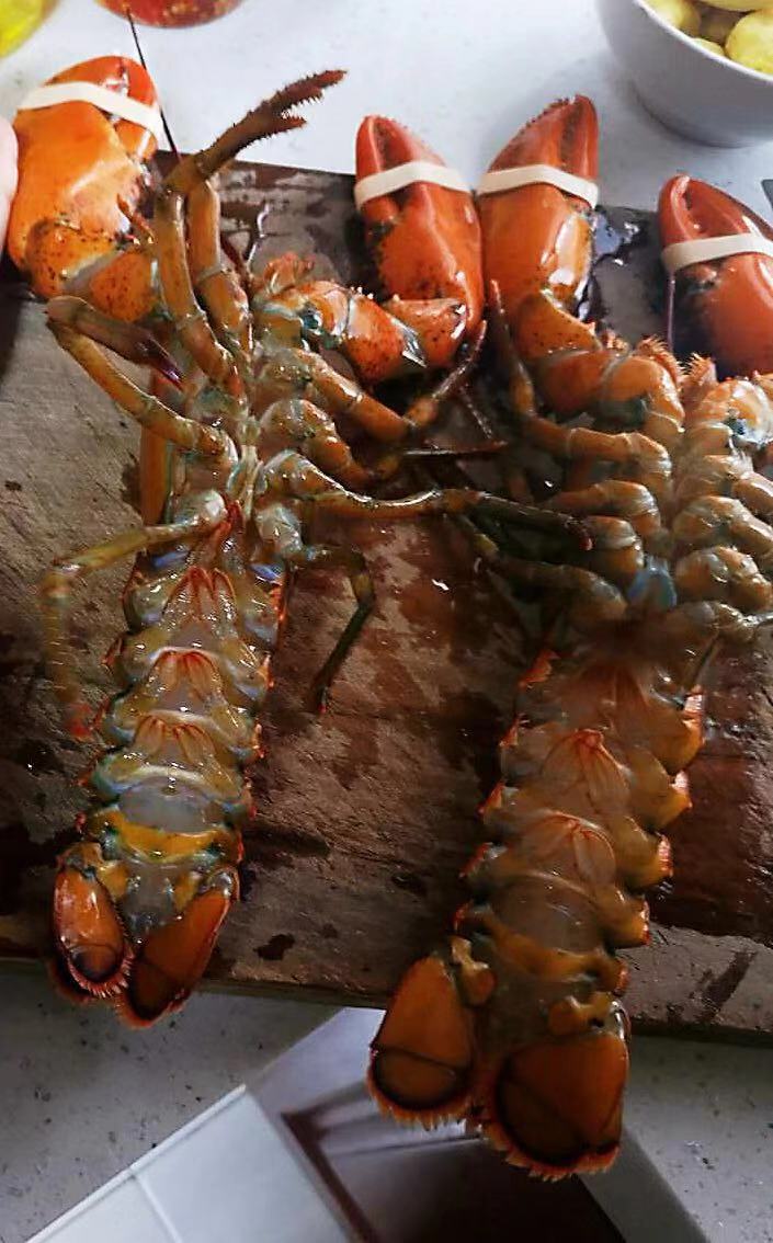 龙虾鲜活大龙虾怎么做好吃,家常清蒸大龙虾怎么杀视频