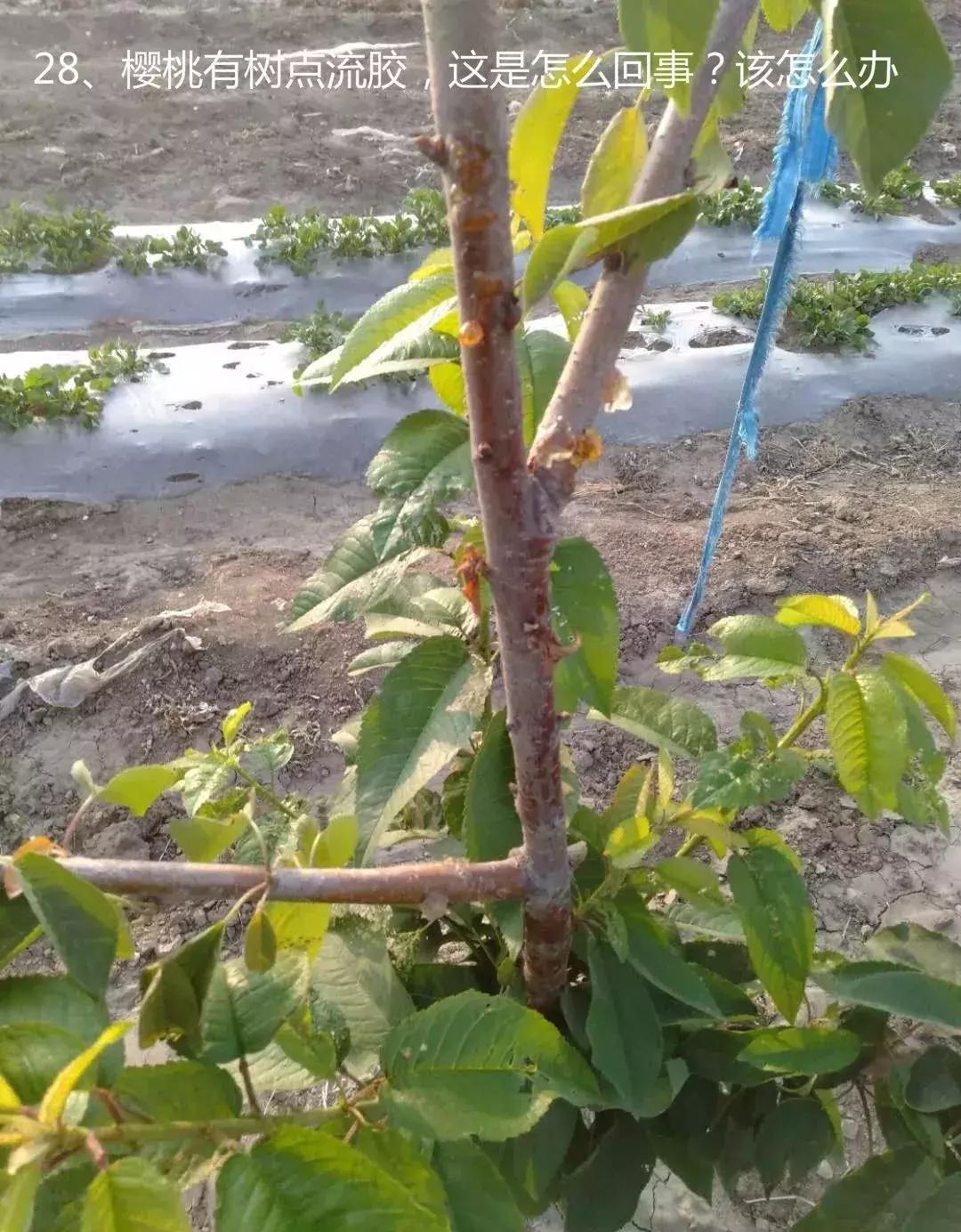 樱桃熟了烂果是怎么回事？（72期）