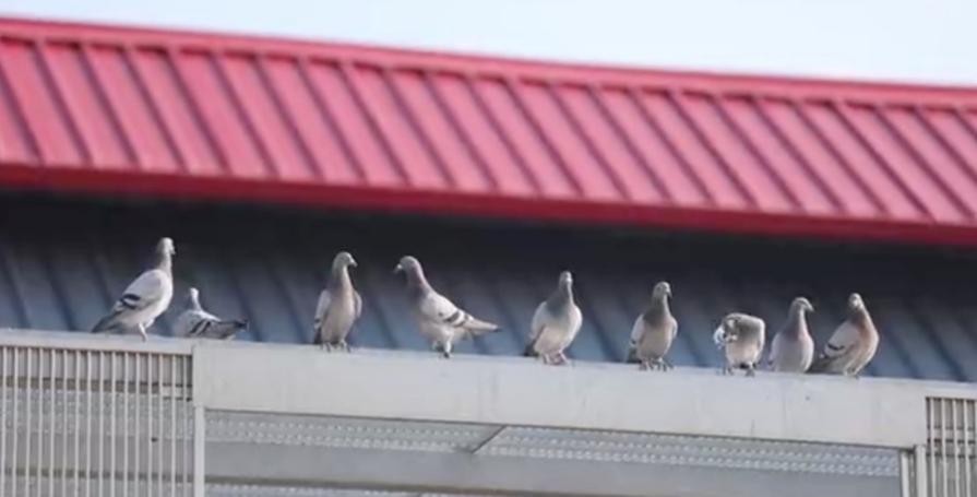 开尔鸽业春赛第一名,开尔鸽业1000多万的鸽子