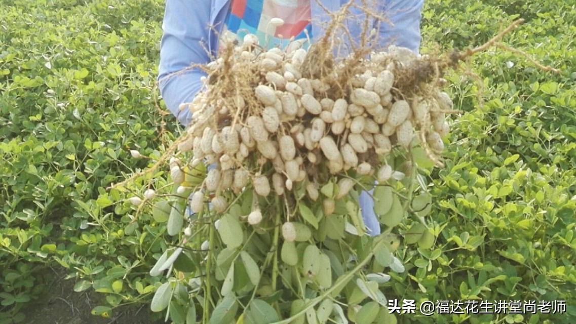 全国土特产食品花生,薄皮花生品种大全