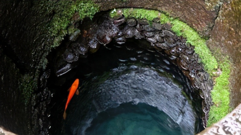 野生鲫鱼凶吗,鲫鱼生命力有多恐怖