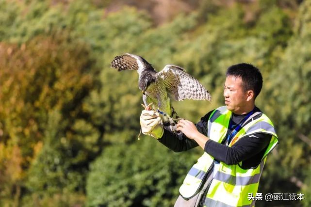 用鹰捕猎,用老鹰捕猎