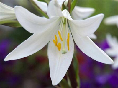百合开花后剪了还会再长吗,百合开花后怎么留种球