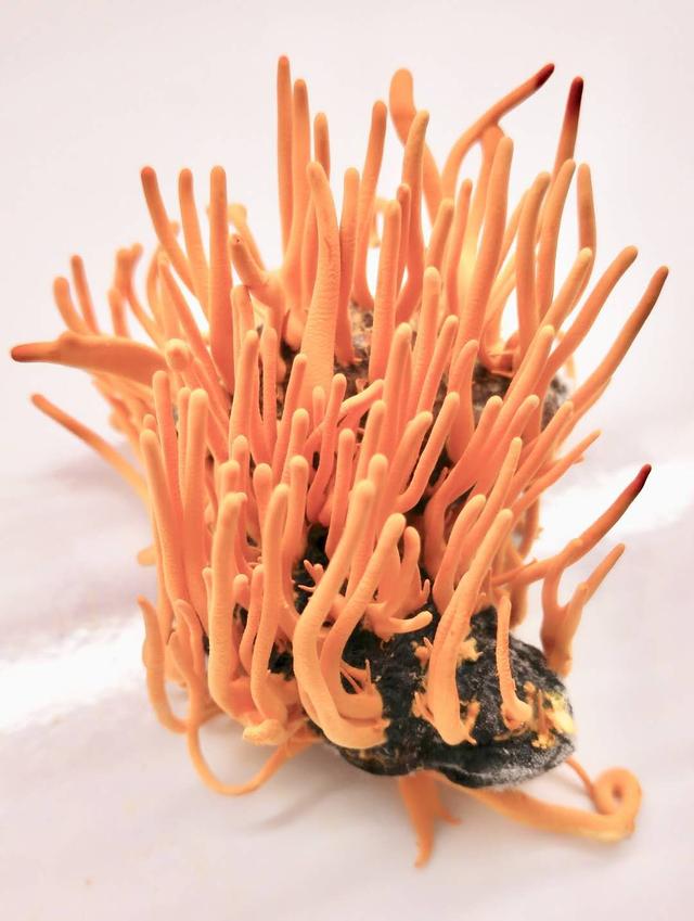 从广西“达妮”出落成“蛹虫草皇”