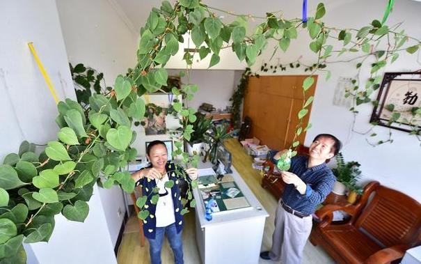 十大耐旱又好养的盆栽大植物,什么植物长得慢好养又好看