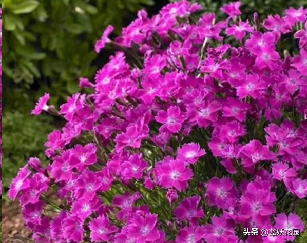 这4种花适合种在庭院中,庭院野草太多想种草皮