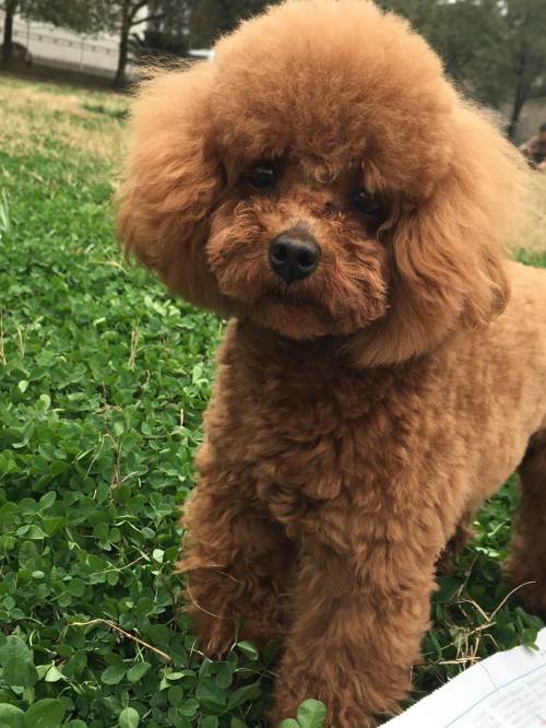 泰迪脑袋大是纯种的吗,纯种泰迪犬体型是怎样的图片