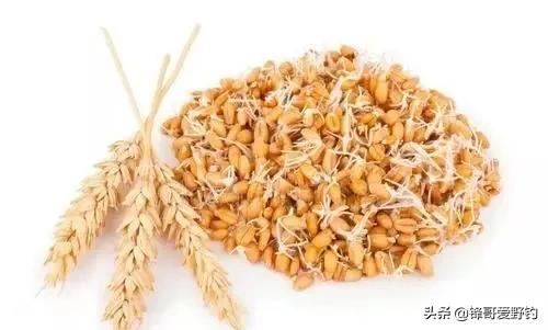 野鲤鱼爱吃什么饵料,野生鲤鱼用什么料钓最好