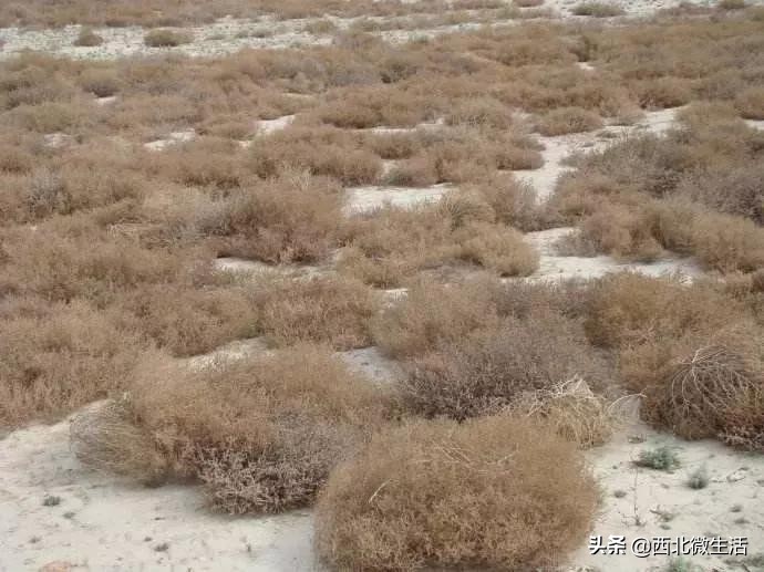 兰州蓬灰牛肉面的蓬灰,兰州正宗清汤蓬灰牛肉面