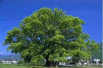 金丝楠木的金丝呈琥珀色,金丝楠木的金丝是金子么