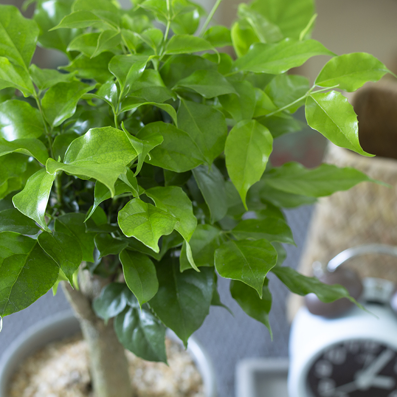 幸福树多久从小苗养成老桩,幸福树怎么从幼苗养到大