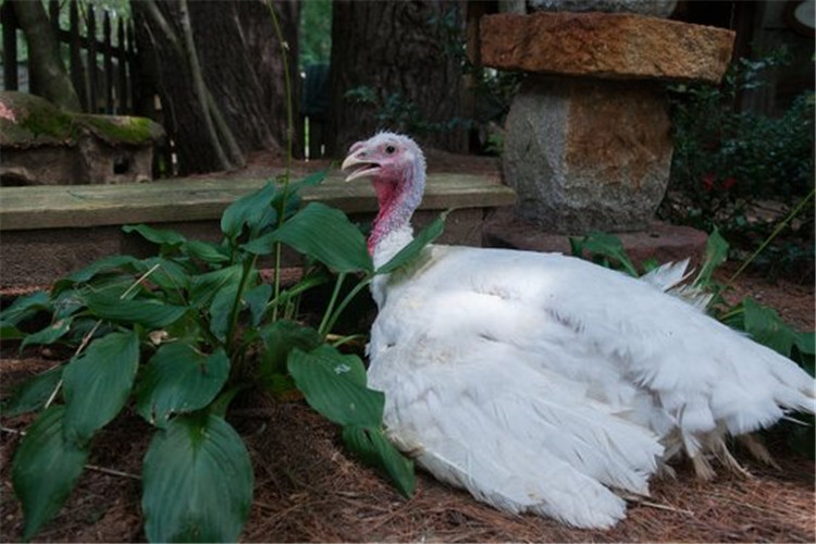 火鸡的养殖技术及方法,火鸡的养殖技术