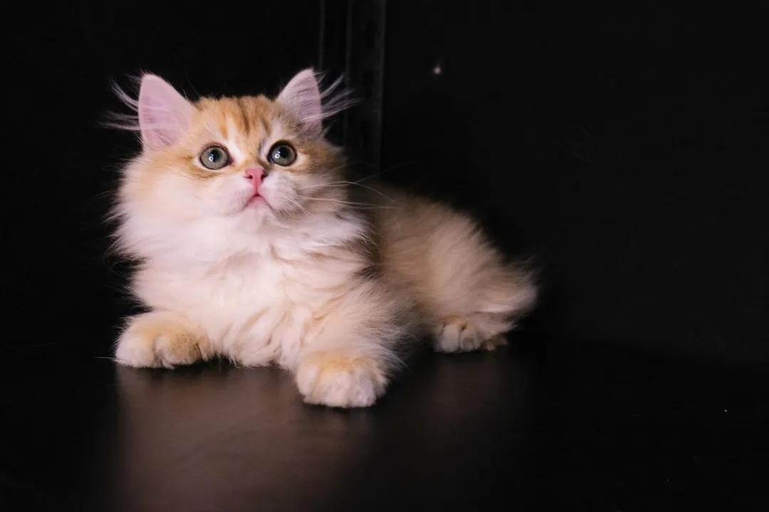 英短为什么讨人厌,英短猫为什么不建议养